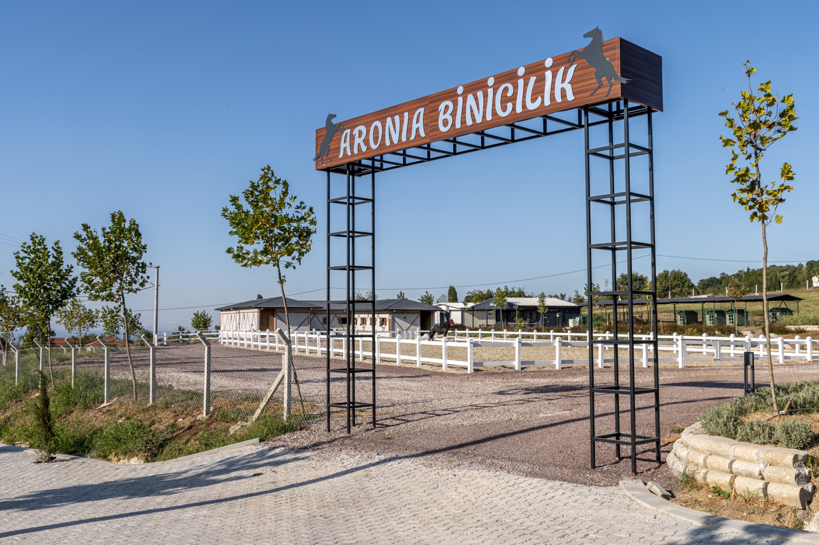 Aronia Binicilik
